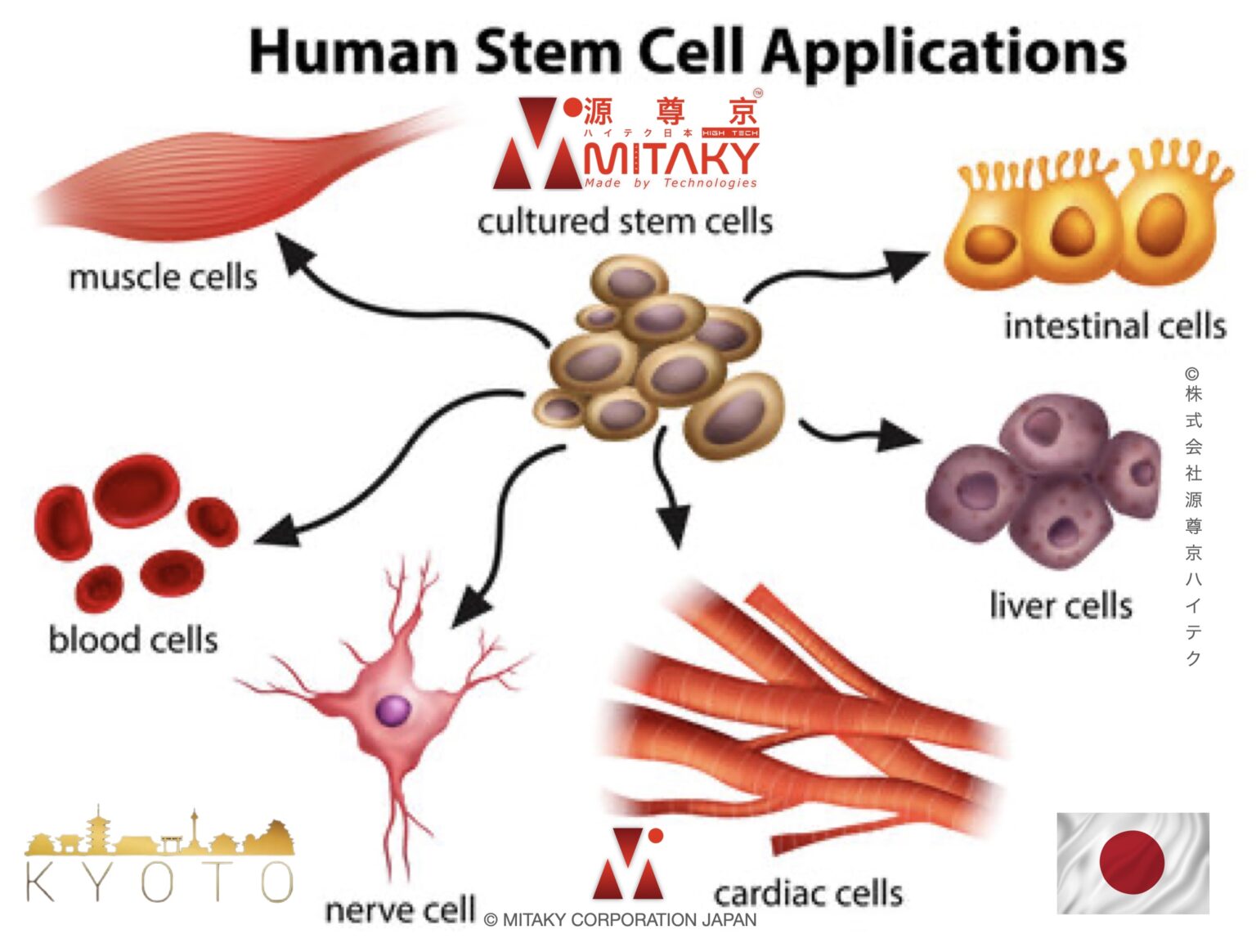 Tech Term Cells Stem Cells – MITAKY™ High-Tech Corporation Japan|株式会社 ミタキ ハイテク日本